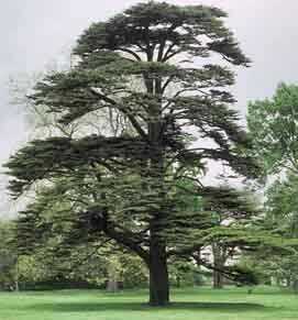 cedar.jpg (59305 bytes)